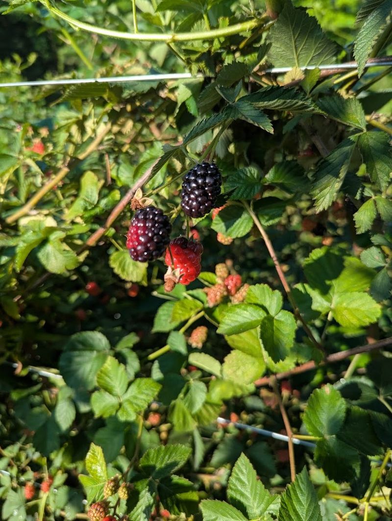 These North Carolina Blackberry Farms Are Entering Their Sweetest Picking Weeks - Decor Hint Heeks Farm