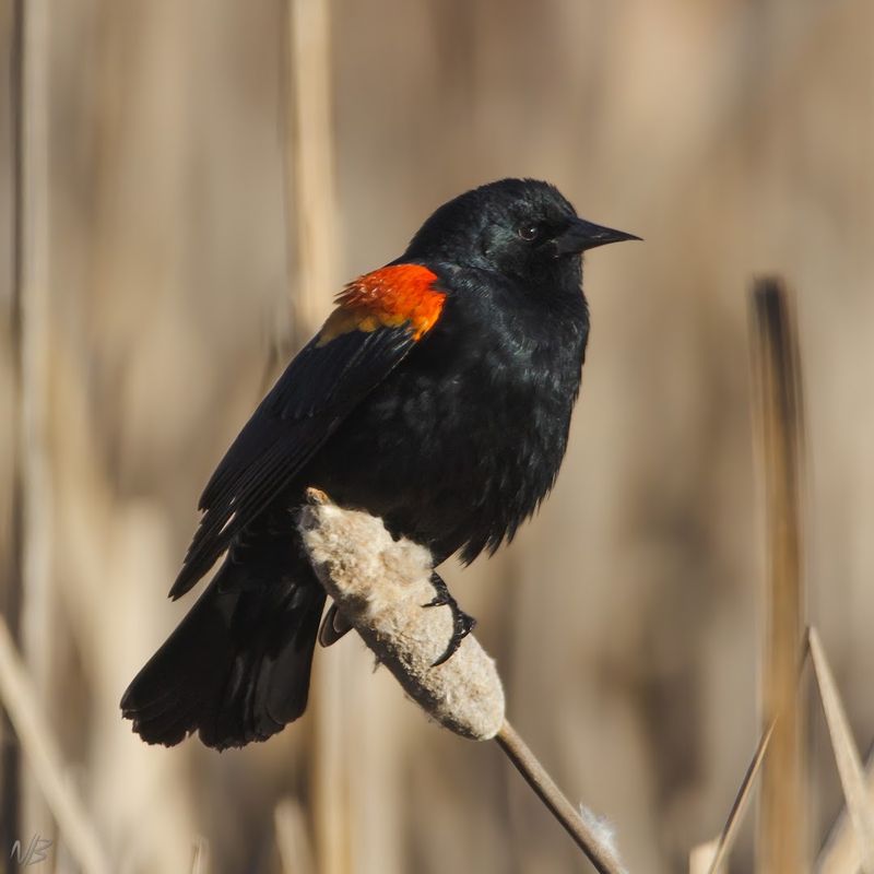 Wildlife Beyond The Birds