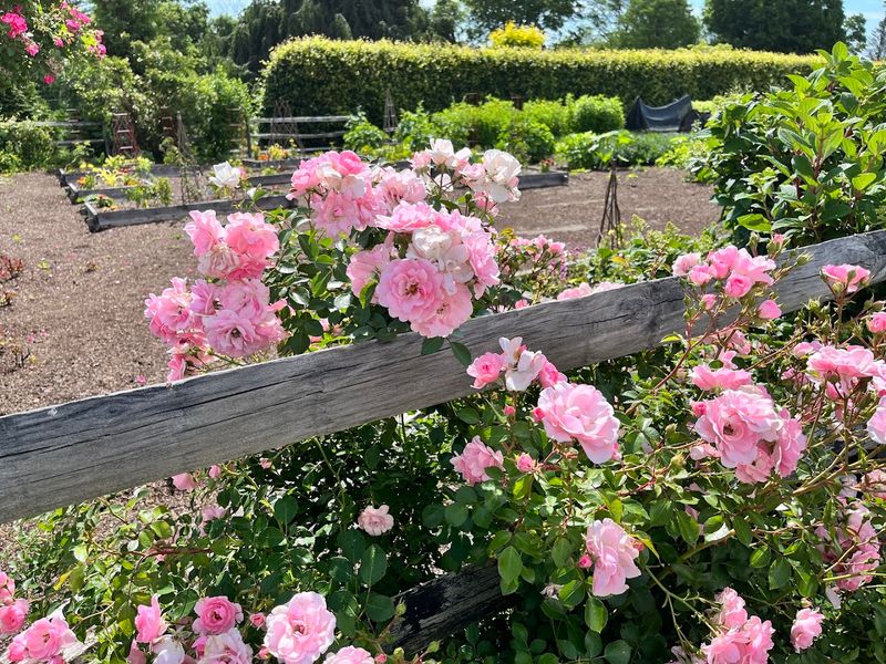 Roses And Hydrangeas Shape The Summer