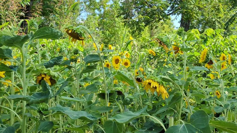 Oddie's Sunflower Field