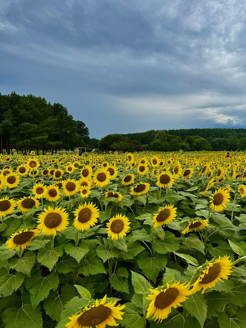 Dorothea Dix Park Sunflower Field
