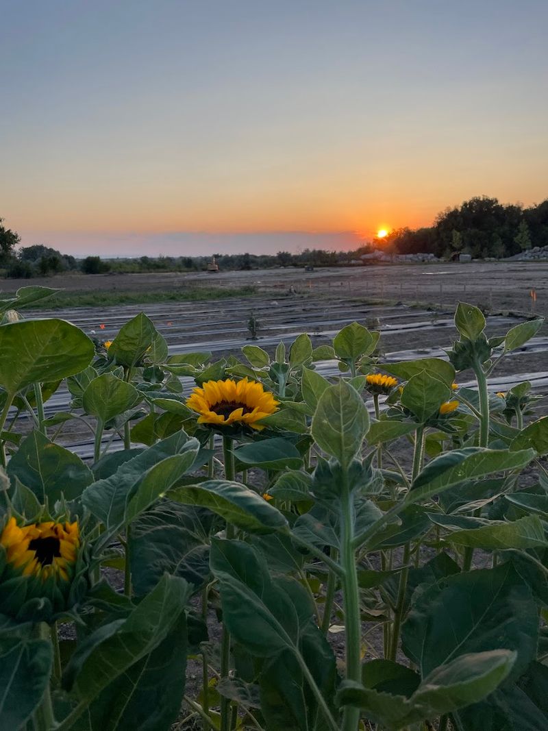 Seasonal Colors Keep The Field Changing As Summer Goes On