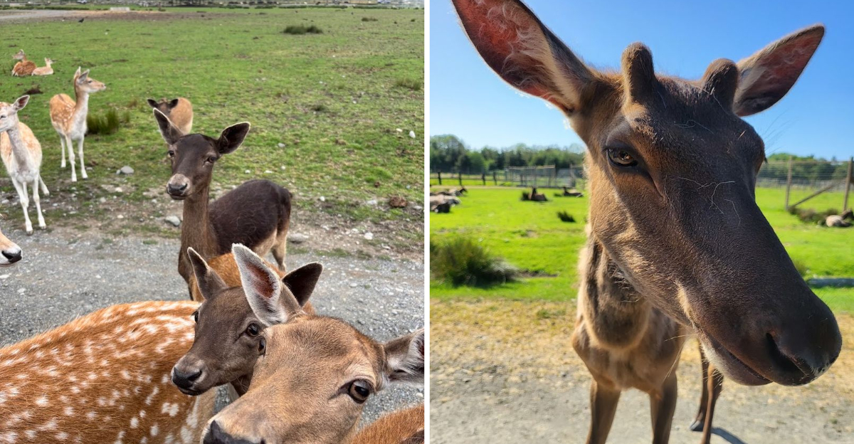 You Can Meet More Than 100 Animals At This Hidden Farm In Washington - Decor Hint
