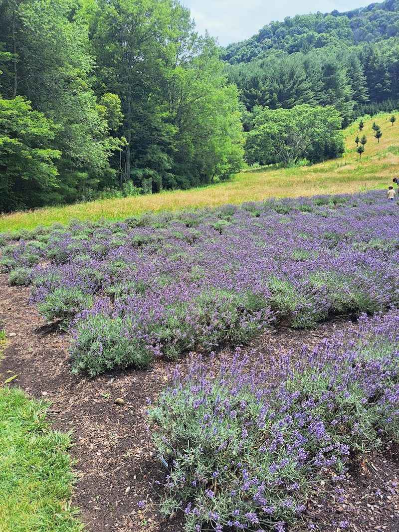 Watch The Rows Change With Weather, Light, And Bloom Time