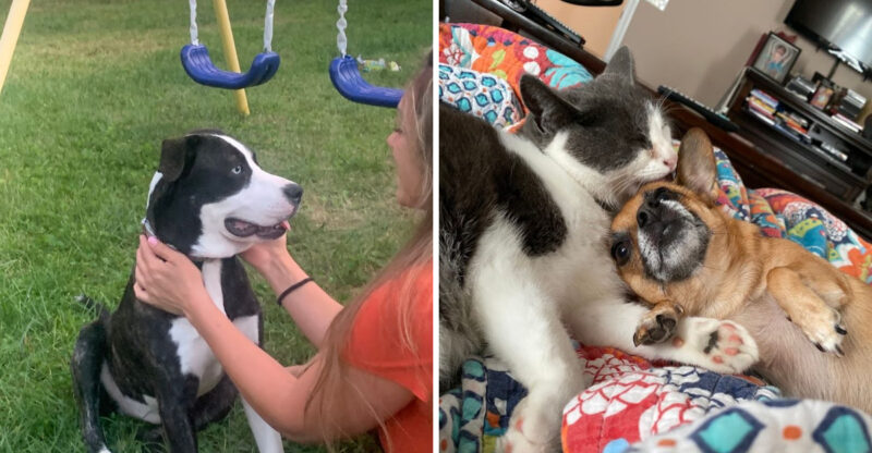 You Can Take A Dog Or A Cat Home From This Kentucky Shelter