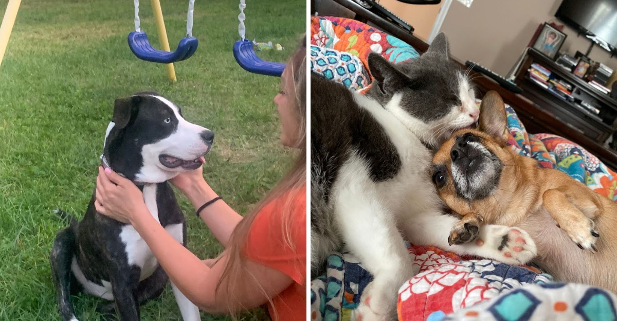 You Can Take A Dog Or A Cat Home From This Kentucky Shelter - Decor Hint
