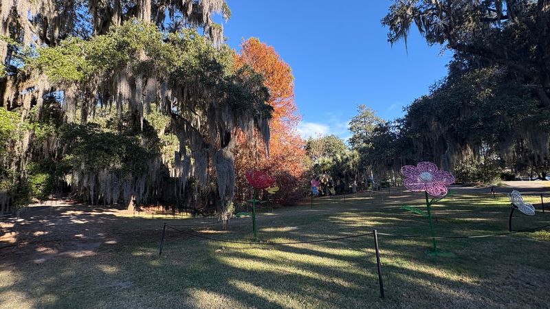 The Tree's Age Makes Every Photo Feel Different