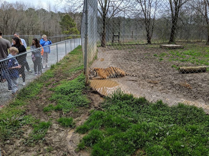 This North Carolina Sanctuary Gives Rescued Tigers A Permanent Home And Only Lets Visitors Inside On Guided Tours - Decor Hint See How Animal Choice Shapes Each Stop Along The Tour