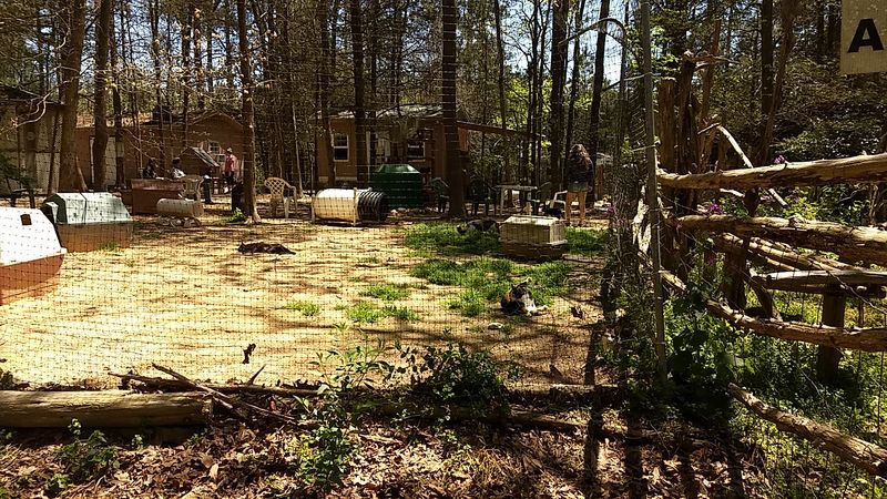 Explore The Peaceful 16-Acre Property The Cats Call Home