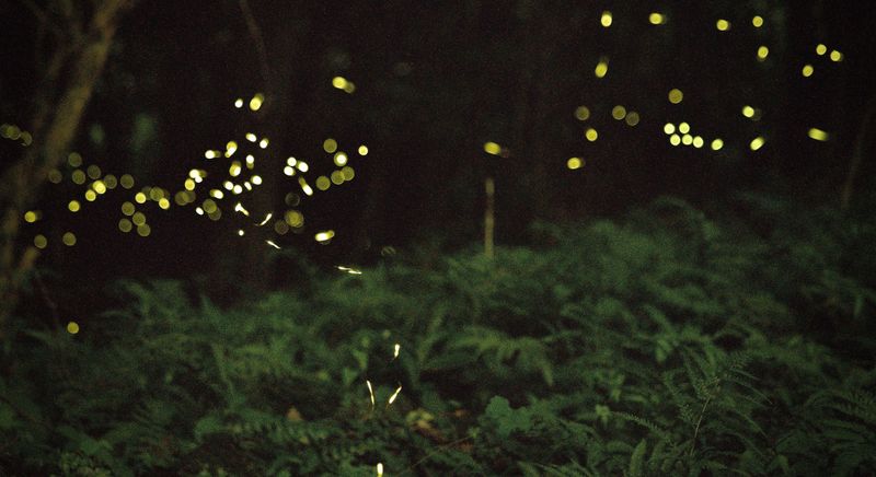 Synchronous Fireflies Bring The Rarest Kind Of Magic