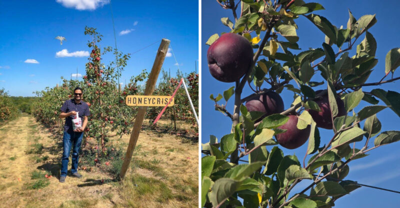 Pick Your Own Apples At This Nebraska Orchard From August Through October