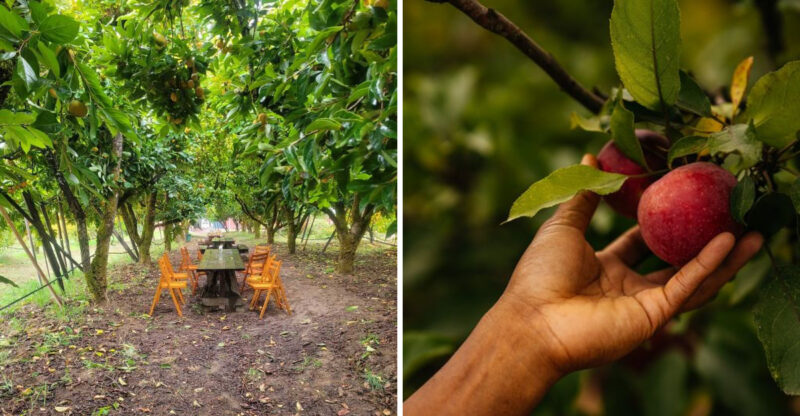 Pick Blackberries And Early Apples At This California Farm All August Long