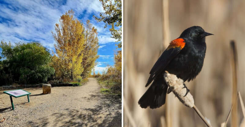 This 1.6-Mile Idaho Hike Passes Through A Little-Known Birding Reserve