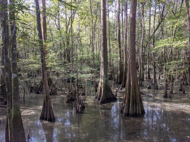 10 Louisiana Day Trips Featuring Swamp Boardwalks And Cajun Food Stops - Decor Hint Tickfaw State Park, Springfield