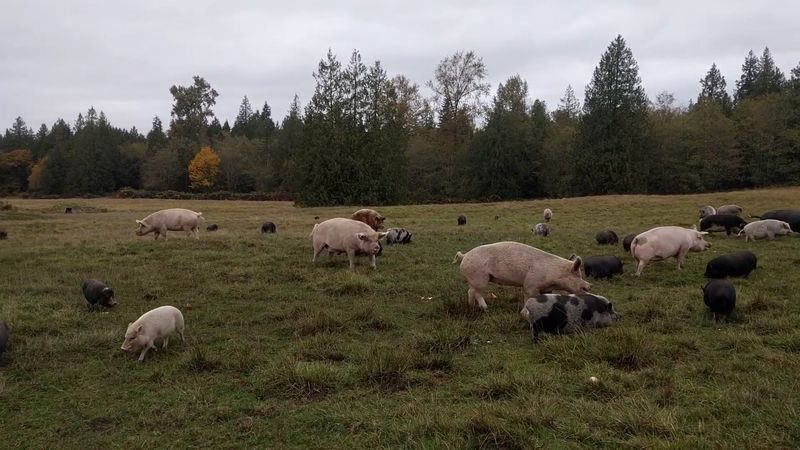 Pigs Peace Sanctuary, Stanwood