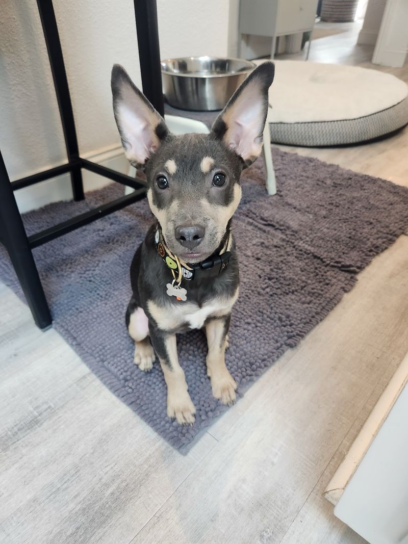 San Francisco SPCA