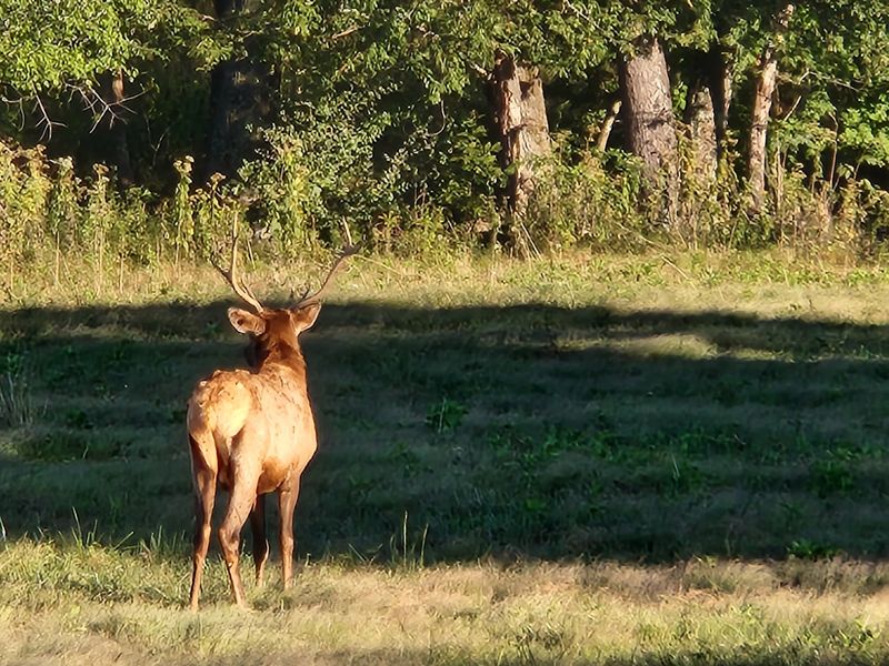 The Elk And Bison Prairie Drive Worth Every Dollar