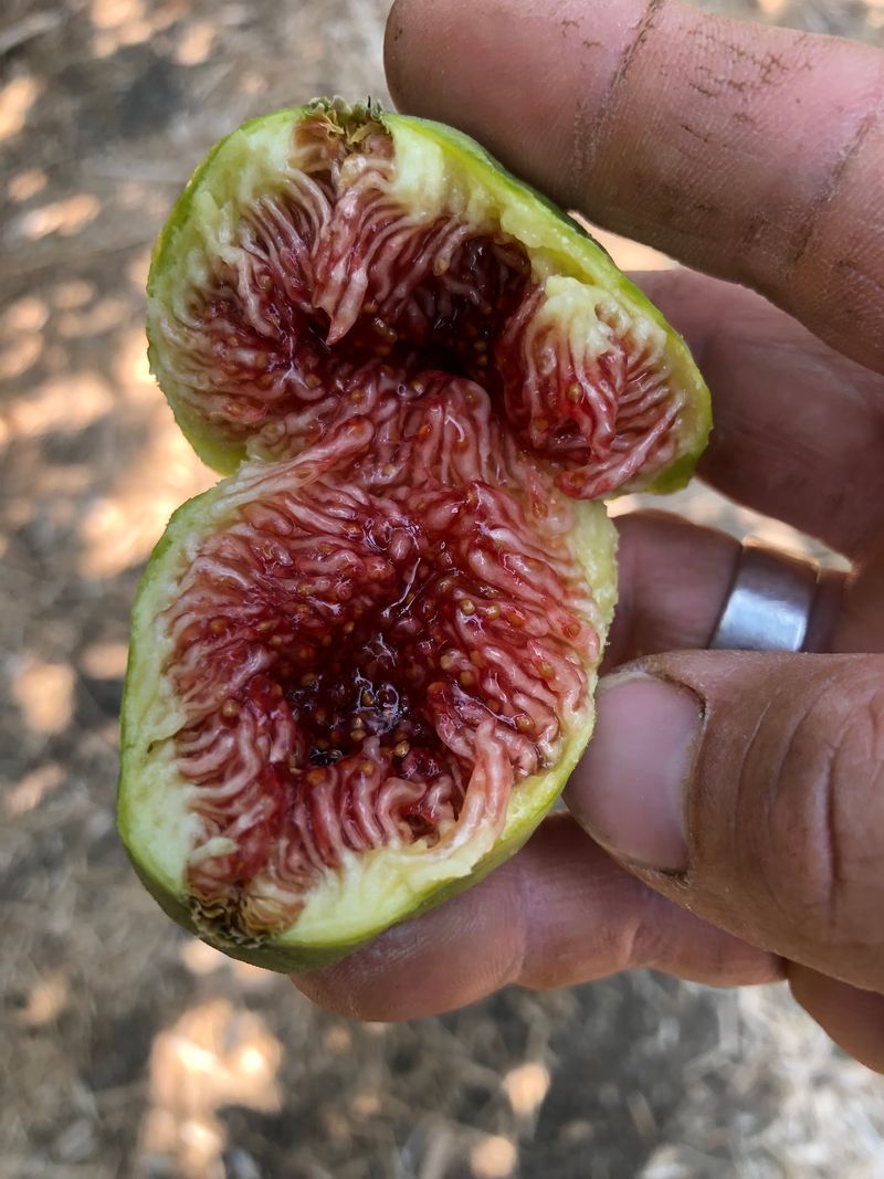 Knoll Farms, Brentwood