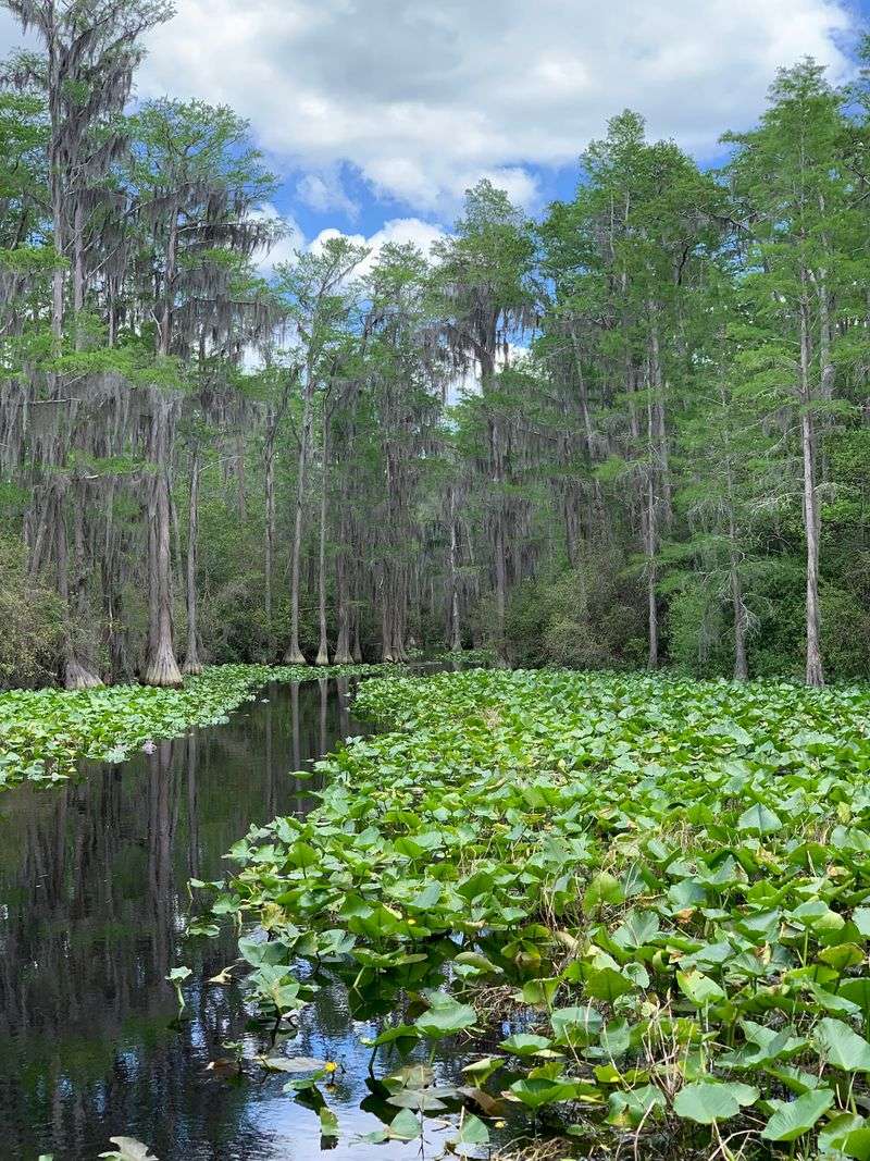 Okefenokee National Wildlife Refuge, Folkston