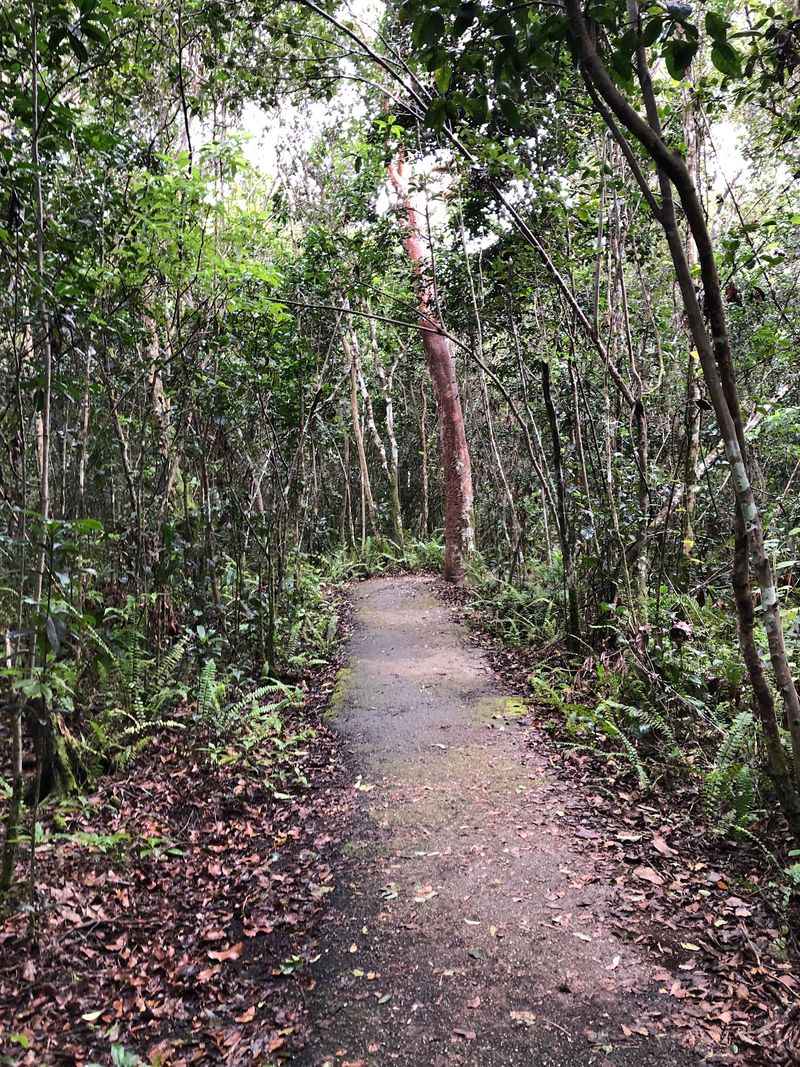 Gumbo Limbo Trail, Homestead