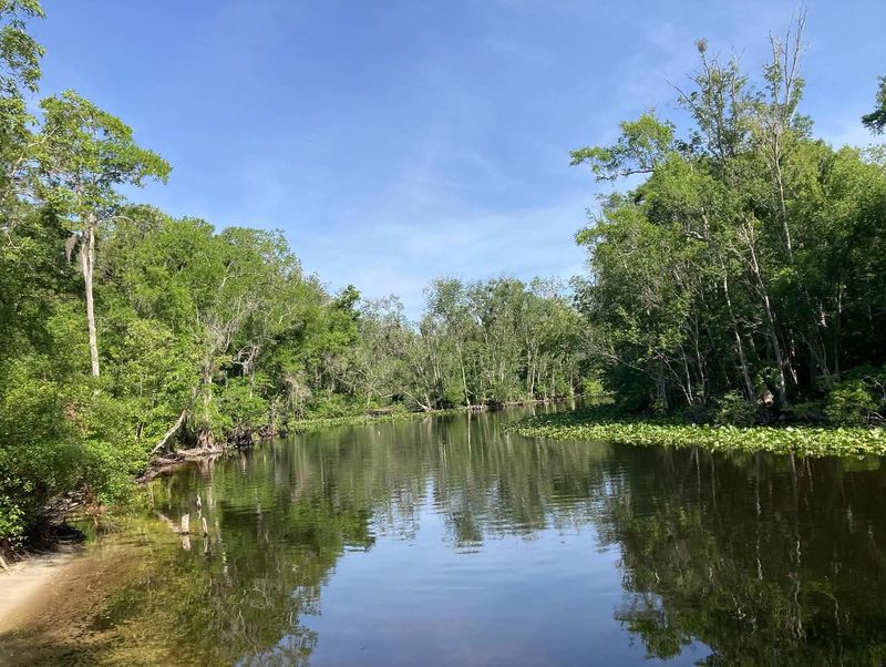9 Affordable Florida Road Trip Destinations That Will Go Easy On Your Wallet - Decor Hint Ocala National Forest