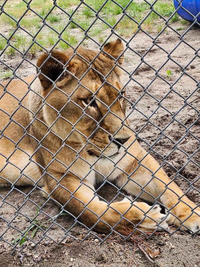 Popcorn Park Animal Refuge, Forked River