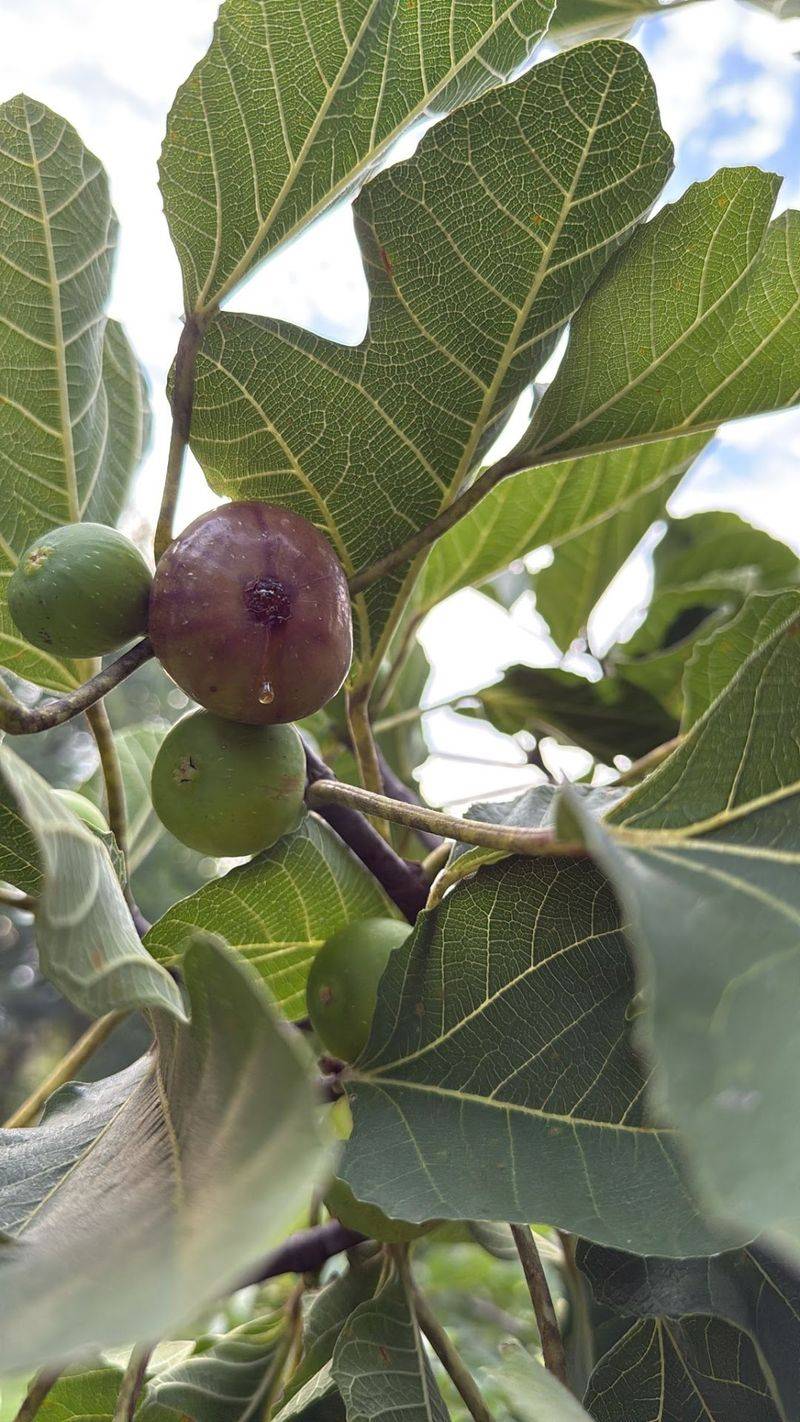 9 North Carolina Farms Where You Can Pick Or Find Fresh Figs This August - Decor Hint McLawland Farms