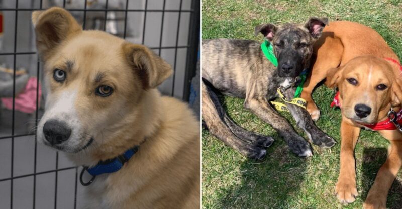 9 Smaller Dog Rescues In Connecticut Doing Incredible Work Behind The Scenes