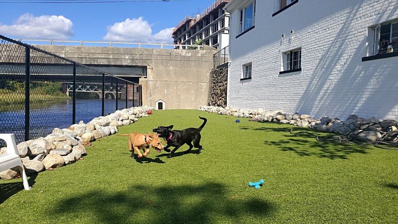 Lucky Dog Refuge, Stamford