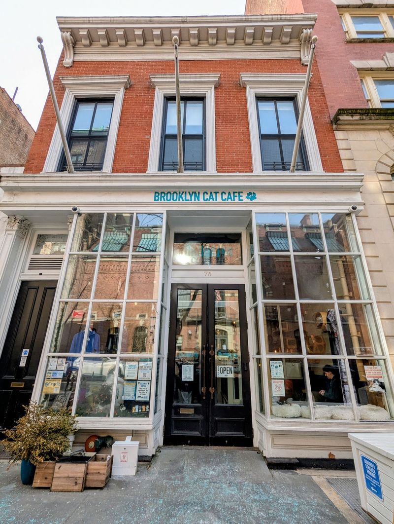 This New York Cat Café Serves Coffee With A Side Of Cuddles - Decor Hint Inclusive, Kid-Friendly, And Open