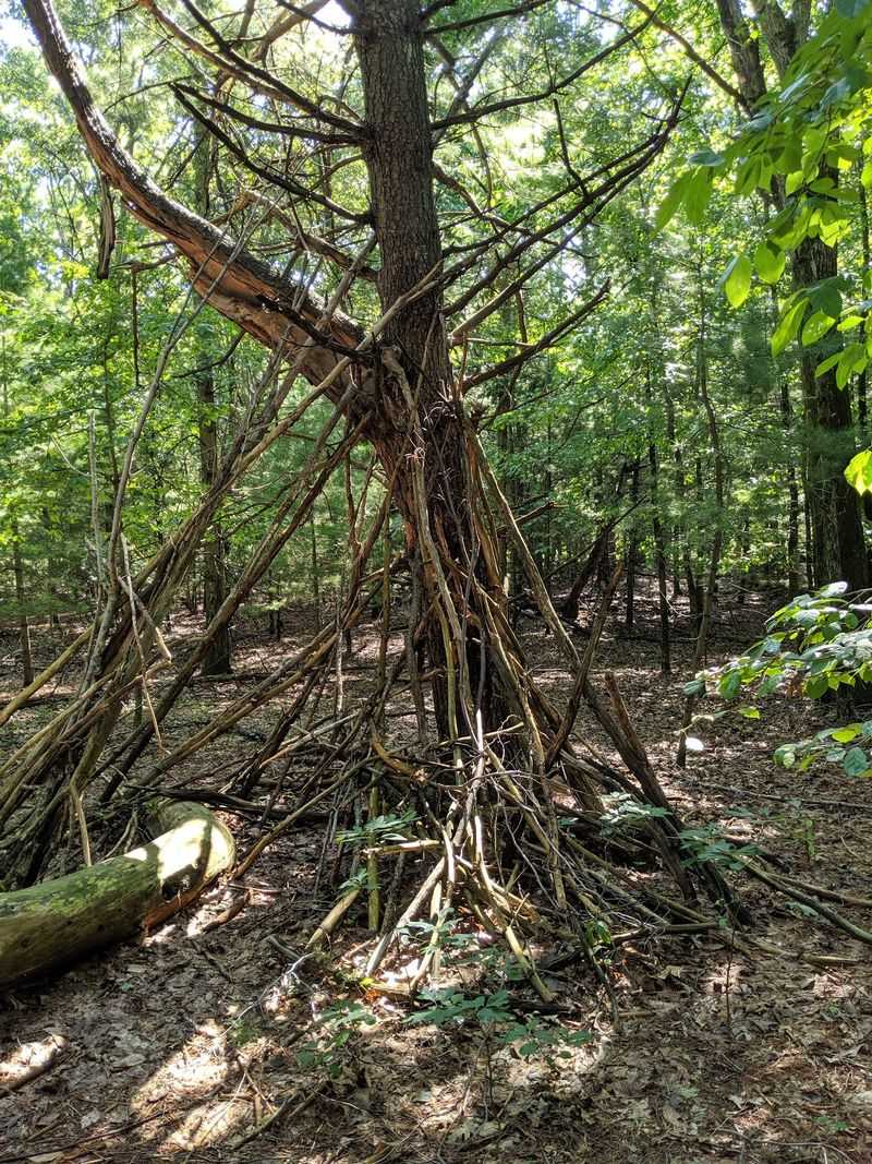 Where The Forest Itself Becomes The Playground