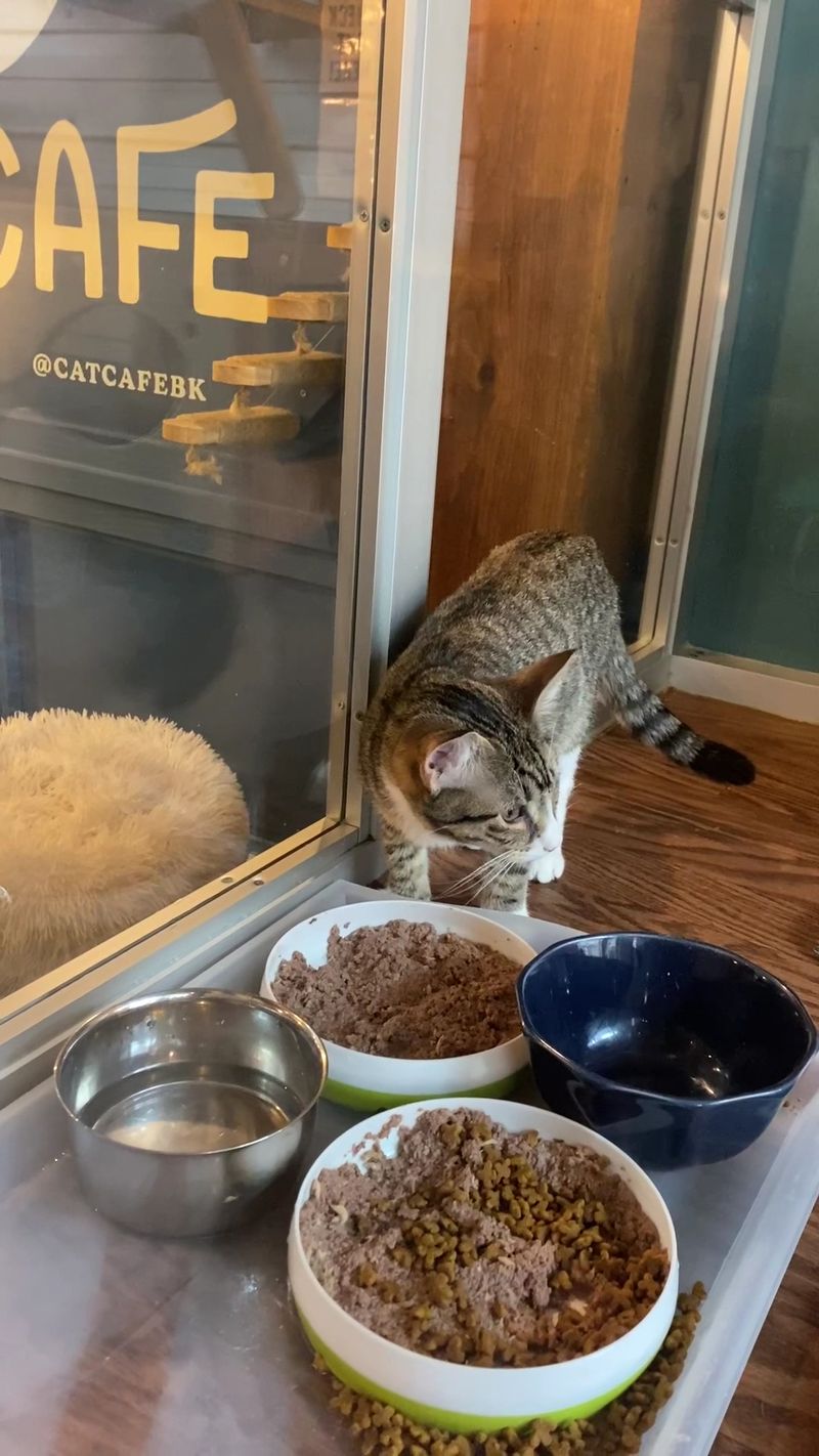 This New York Cat Café Serves Coffee With A Side Of Cuddles - Decor Hint Rescue Cats With Real Stories