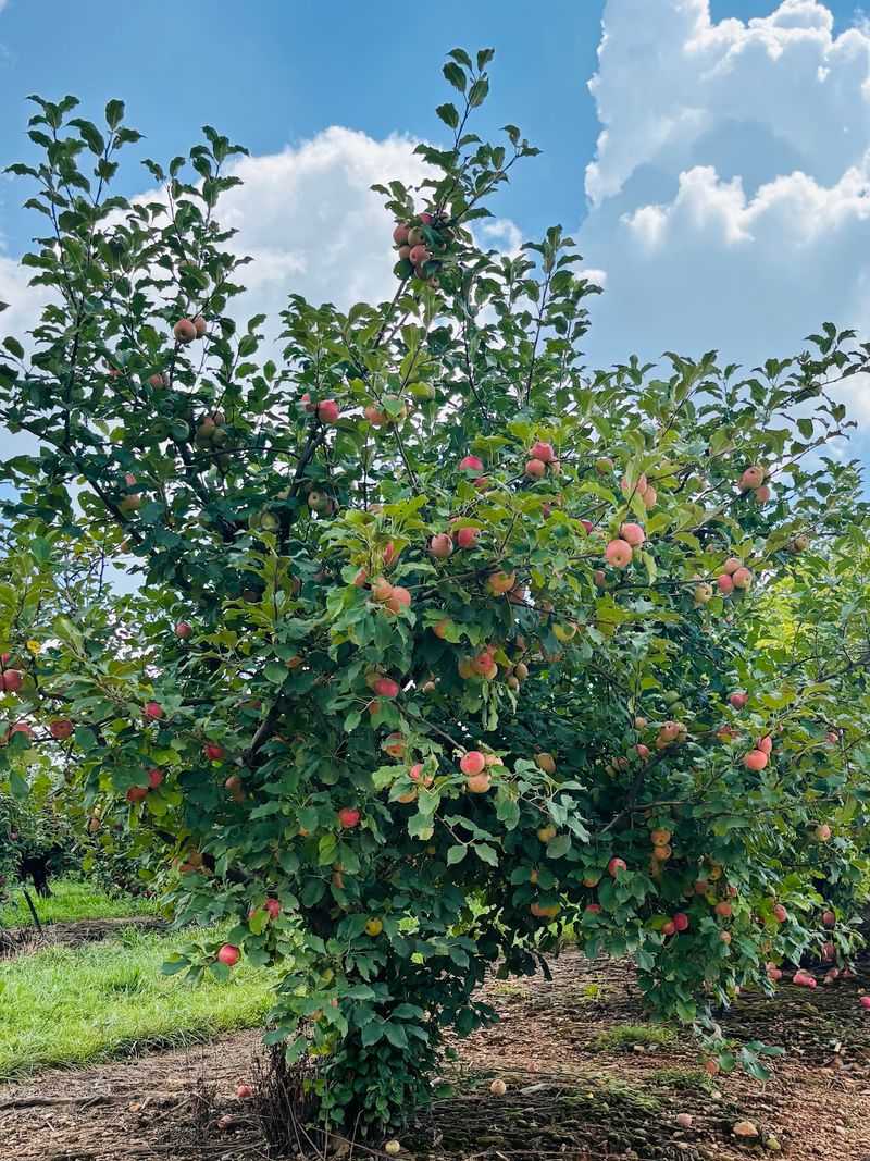 Picking Your Own Apples On Fall Weekends