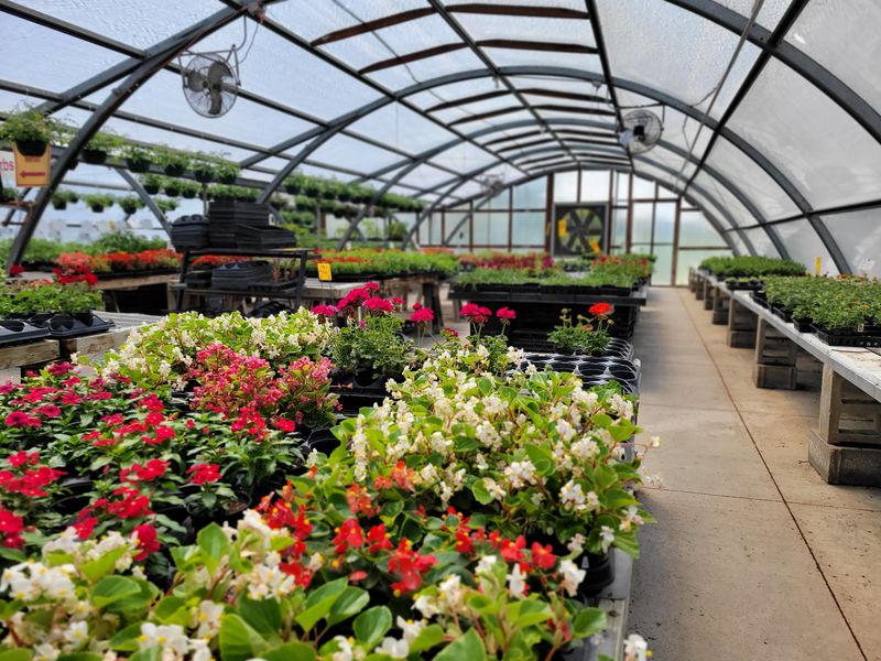 Greenhouses Bursting With Green