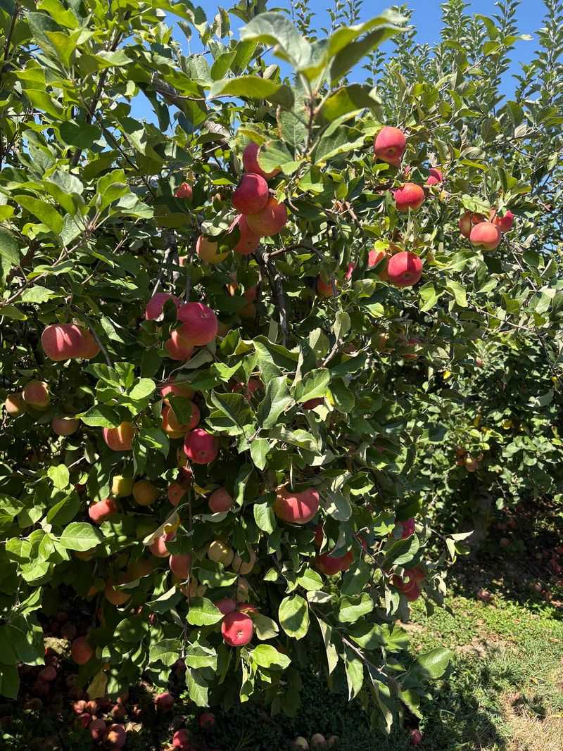 This Beautiful Kentucky Farm Is Quietly Opening Its Apple Orchards Before The Fall Crowds Arrive - Decor Hint Early Season Apples Beat The October Rush