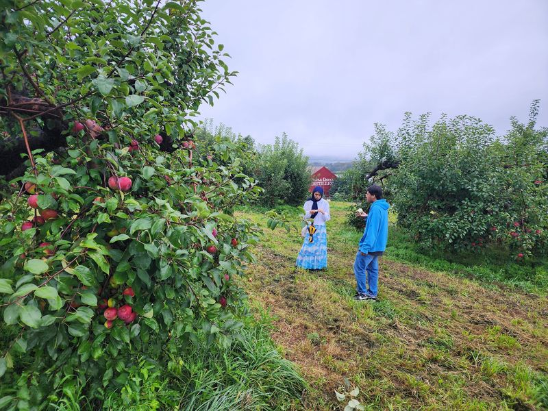 This Beautiful New York Farm Is Quietly Opening Its Apple Orchards Before The Fall Crowds Arrive - Decor Hint Rows Of Trees That Practically Hand You The Fruit