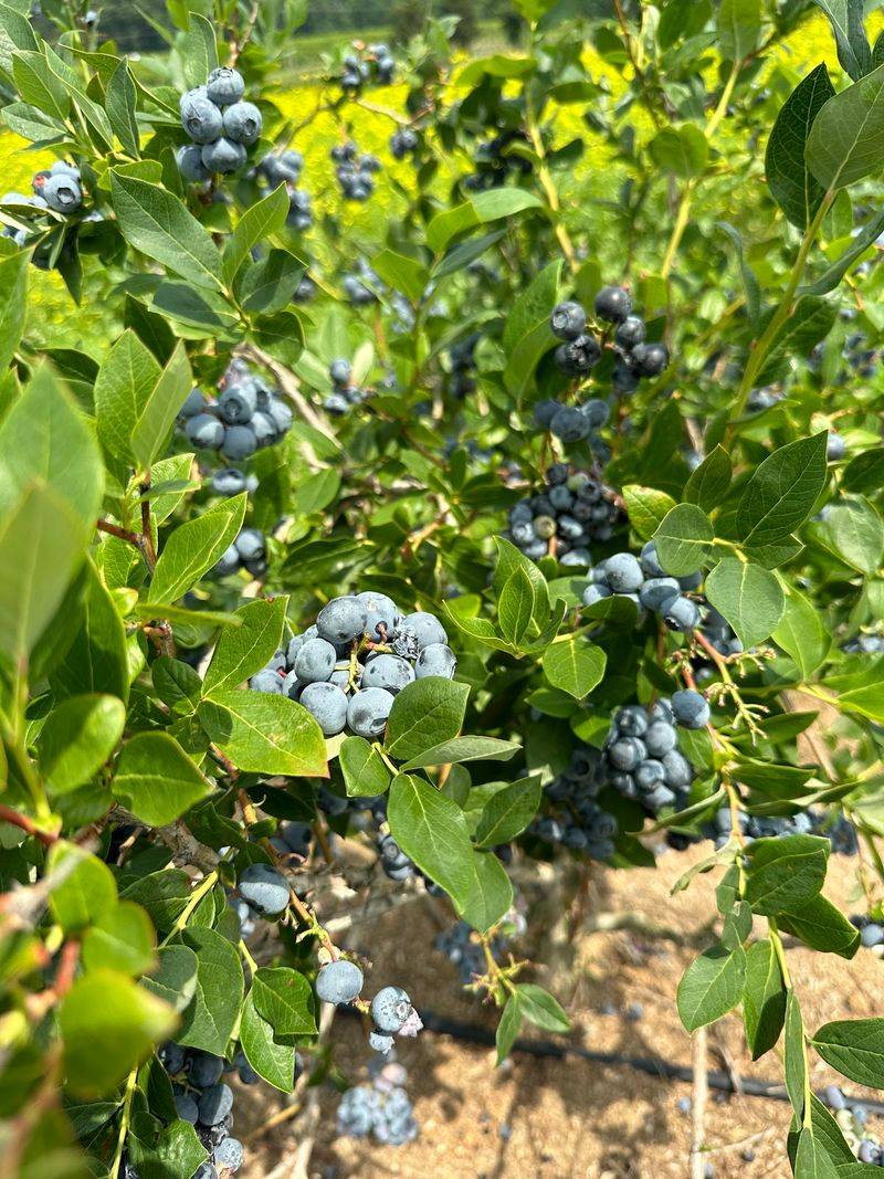 Blueberry Picking At Its Finest