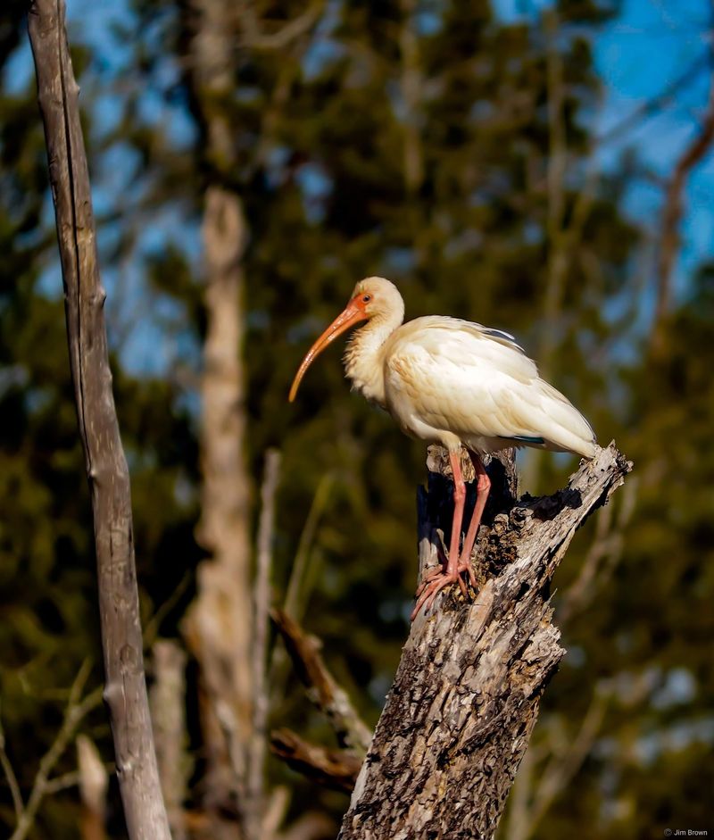 This Gorgeous Georgia Coastal Town Might Just Be The Most Beautiful Small Town On The Coast - Decor Hint Birdwatching Here Fills A Notebook Fast
