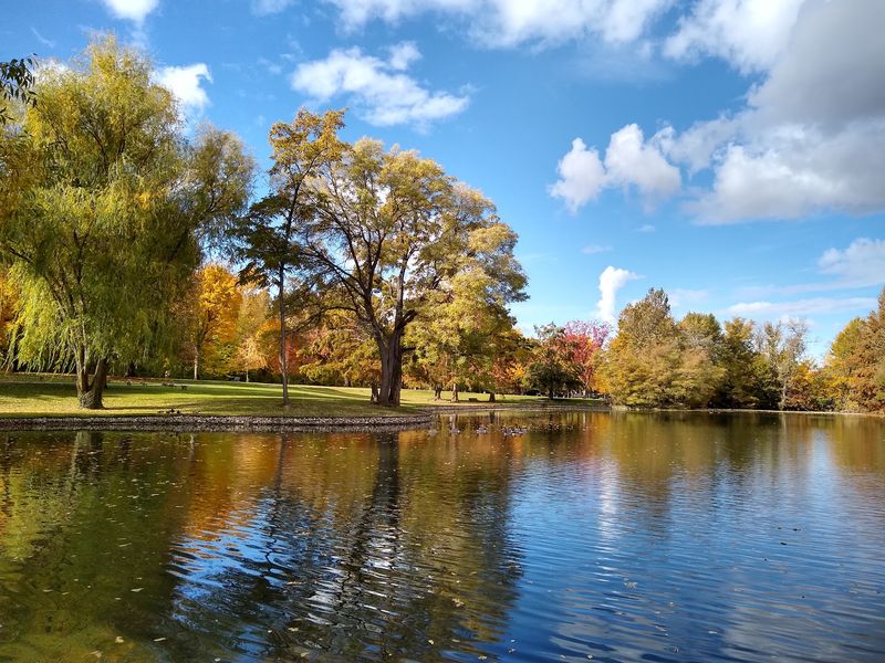 Shade Trees And Duck Ponds