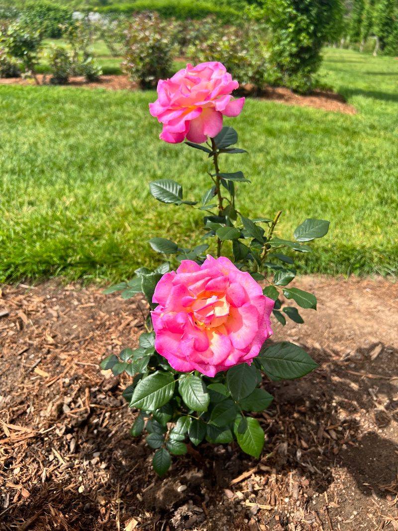 The Rose Garden Dates Back To 1904