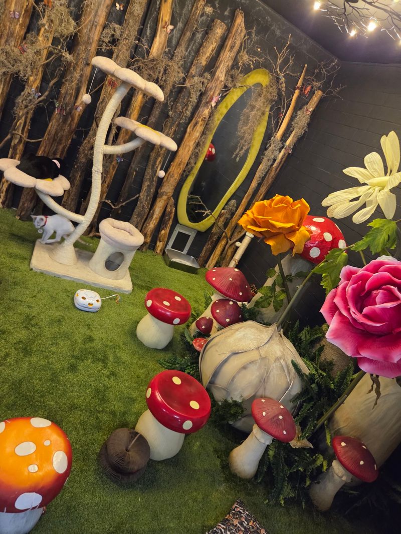 This Texas Cat-Themed Destination Is Every Cat Lover's Dream Come True - Decor Hint Events, Merch, And Special Perks
