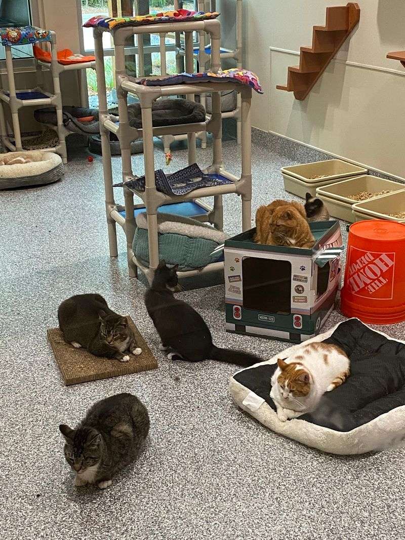 Roughly 200 Cats Living Without Cages