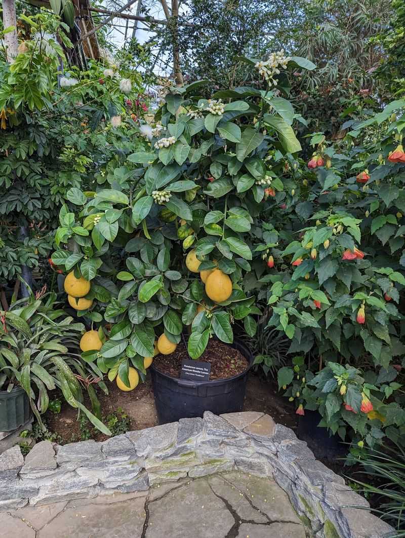 This 19,000-Square-Foot Connecticut Greenhouse Feels Straight Out Of A Fairy Tale - Decor Hint Five-Pound Lemons Hanging Over The Lemon Tree House