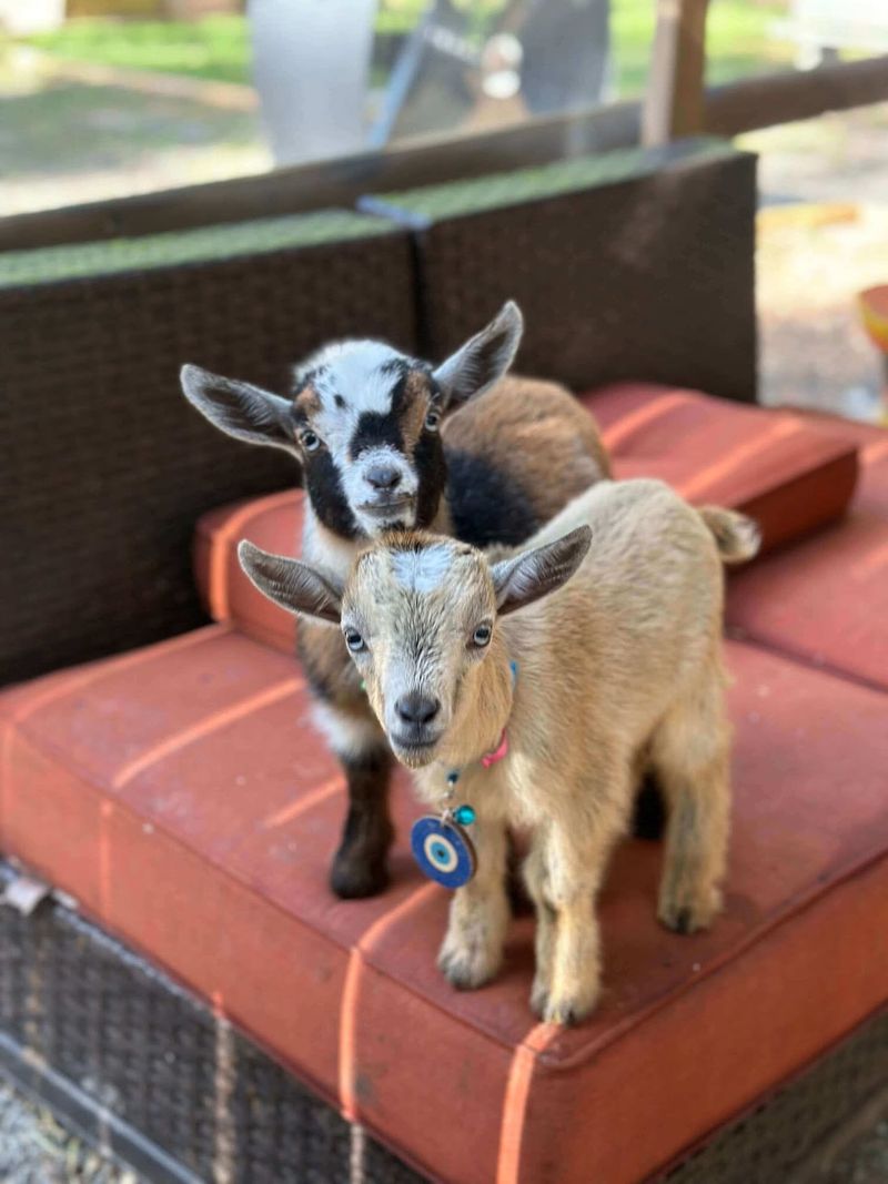Goat Whisperers Who Handle Every Surprise