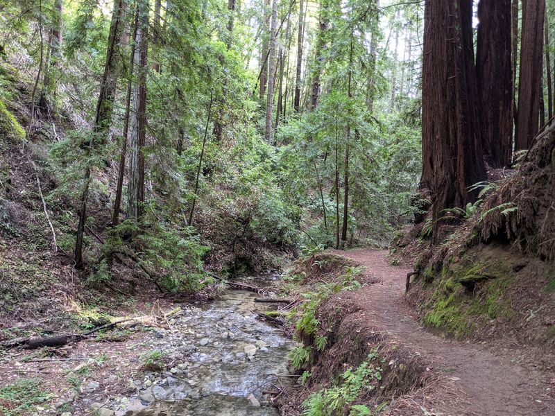 Towering Second-Growth Redwoods Keep The Route Cool
