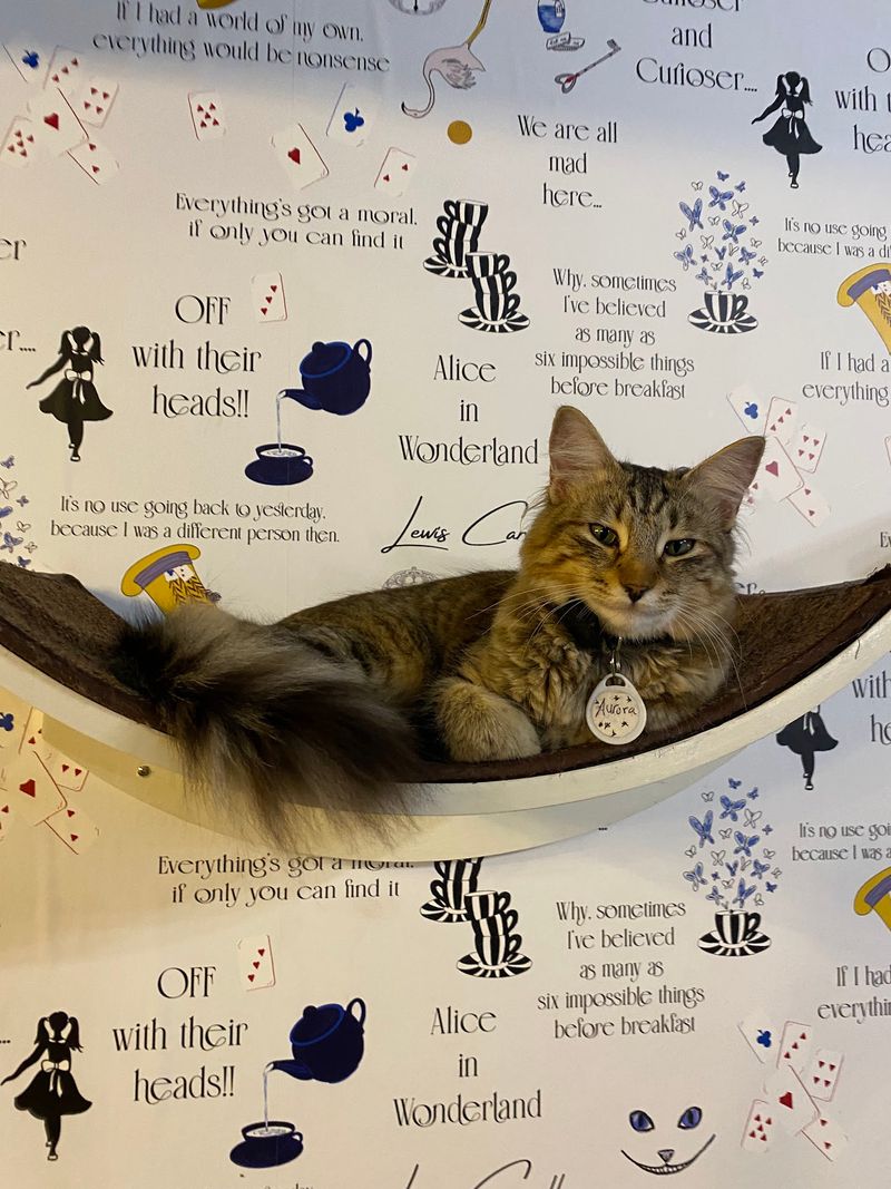This Texas Cat-Themed Destination Is Every Cat Lover's Dream Come True - Decor Hint The Mission Behind Every Purr