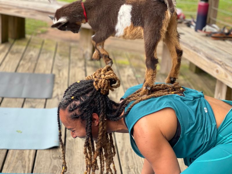 Meet The Australian Dwarf Goats Who Run The Show