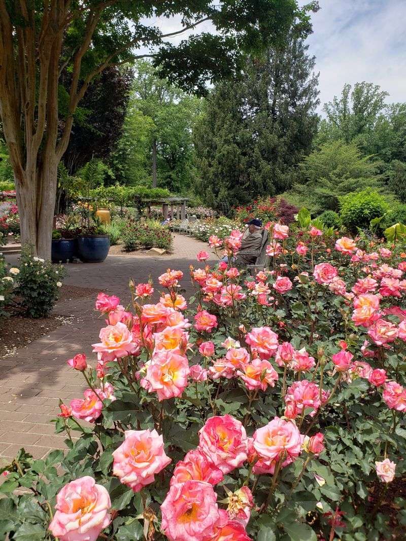 Azaleas, Roses, And The Formal Beds Show Off