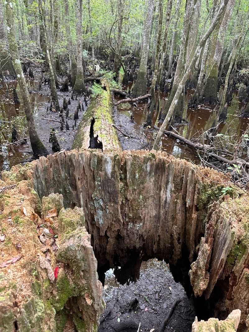 This South Carolina Swamp Tour Takes You Into A World Of Snakes And More - Decor Hint Echoes Of History