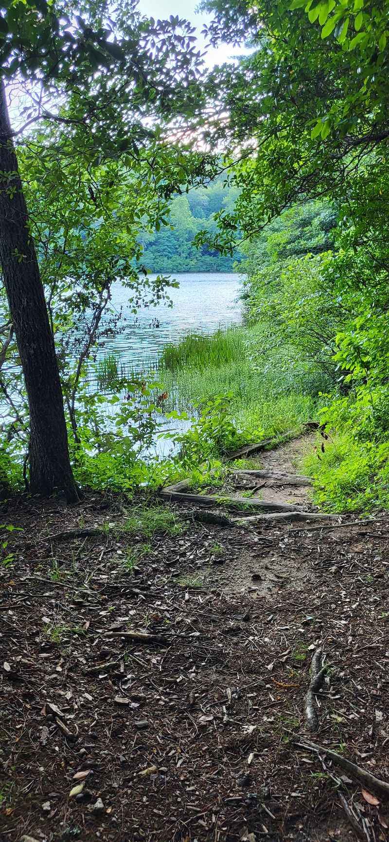 Where Deer And Turkey Rule The Woods